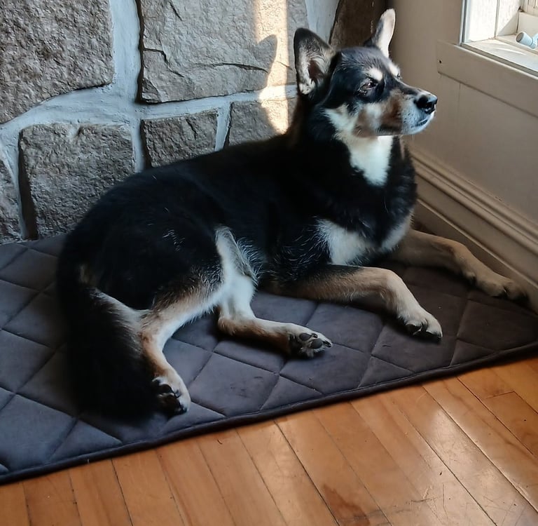 a dog laying on a mat mat in front of a window