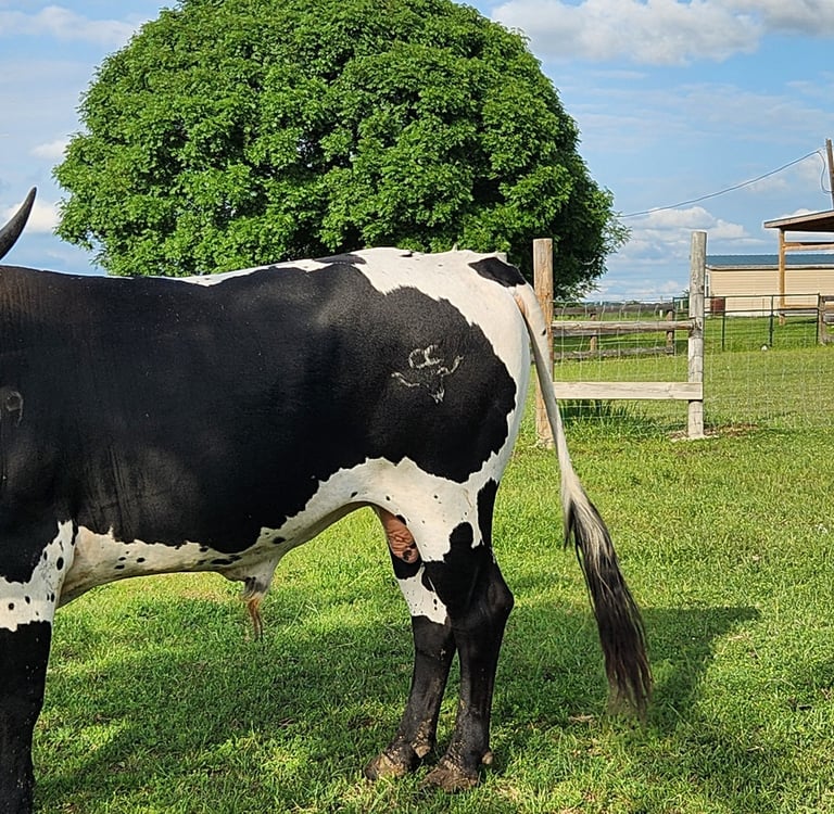 Miniature TX Long Horn Bull at HHR Miniature TX longhorns