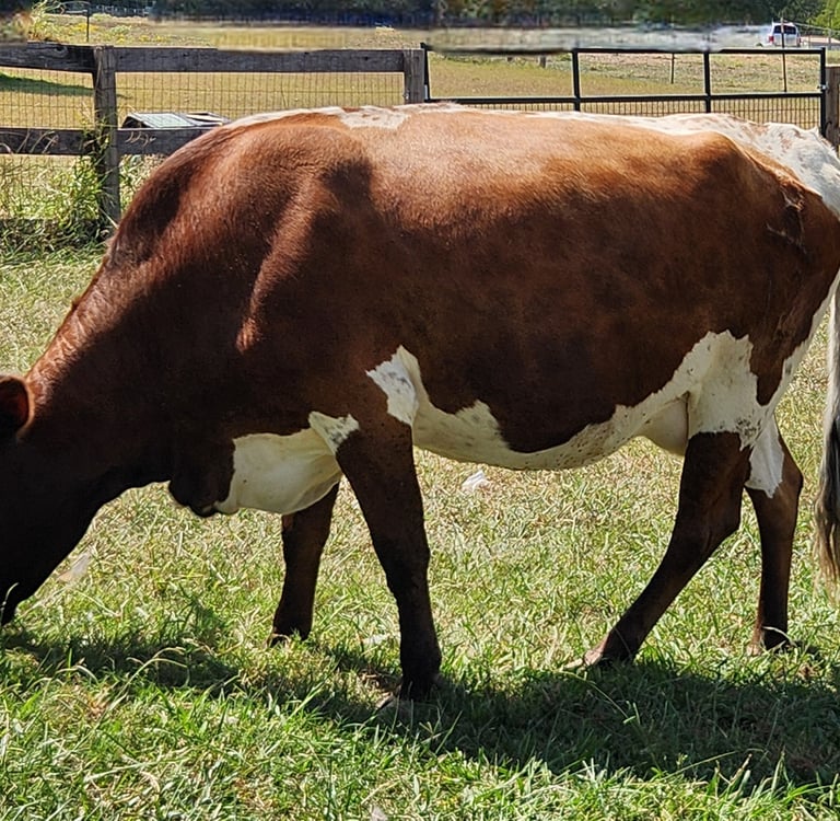 MIniature Texas Long Horn