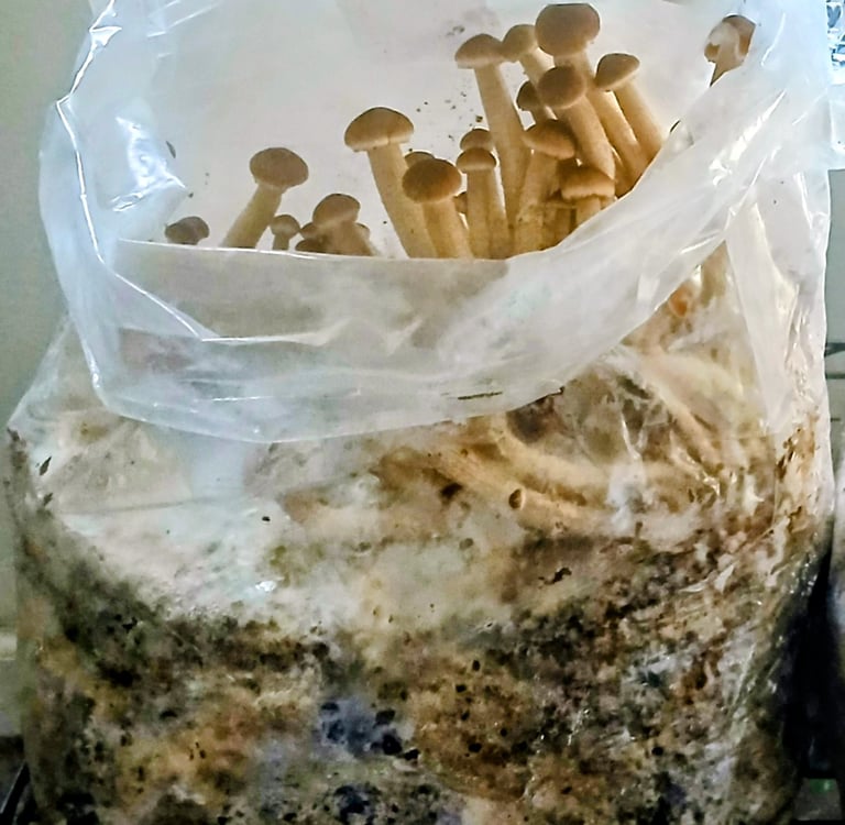 Piopino top fruiting out of grow bag