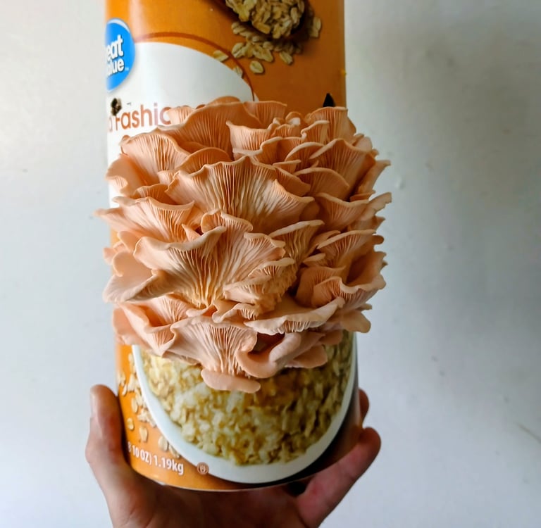 Pink oyster mushrooms growing from a cardboard oatmeal container