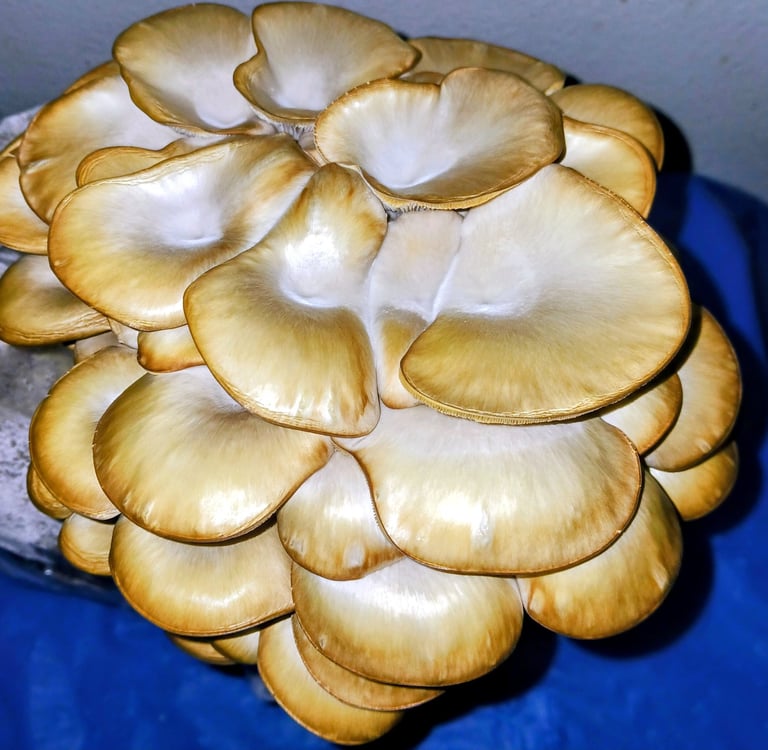 Oyster mushrooms starting to dry out from low humidity