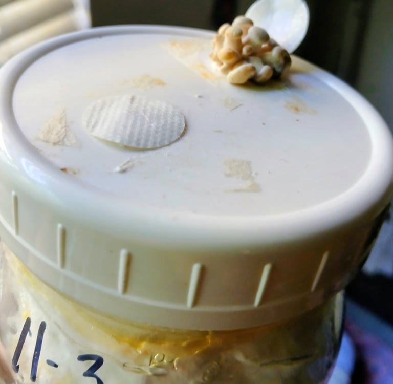 old grain spawn with oyster mushrooms starting to grow out filter patch