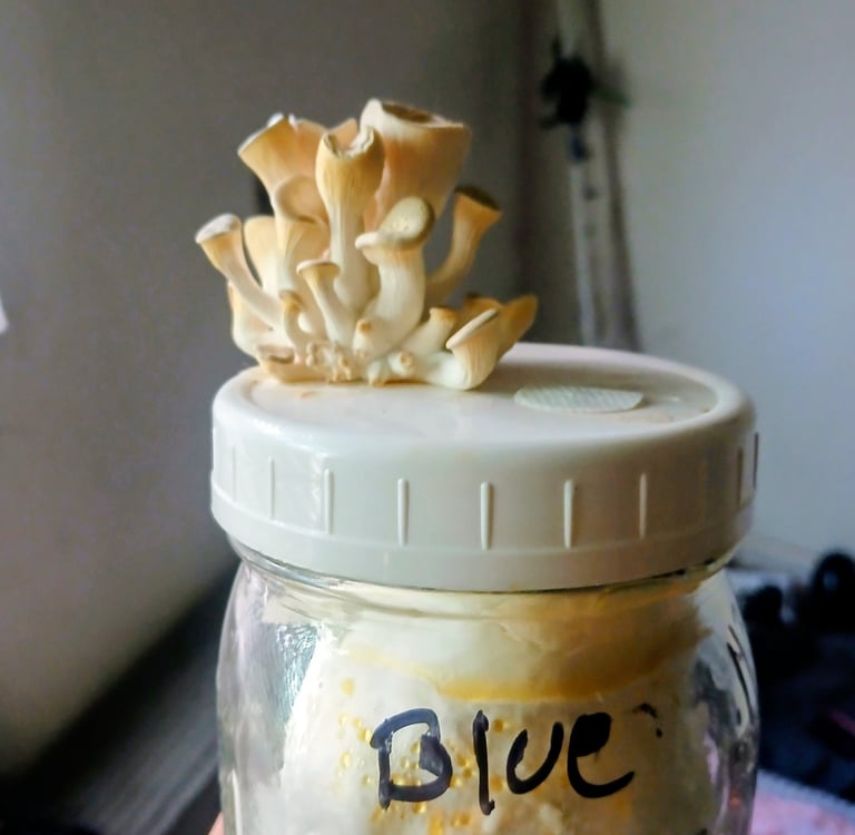 blue oyster fruiting out the top of a grain jar