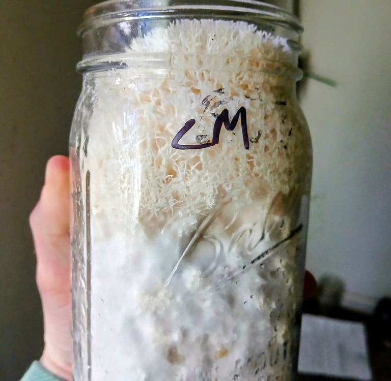 Lions mane starting to fruit inside a grain jar