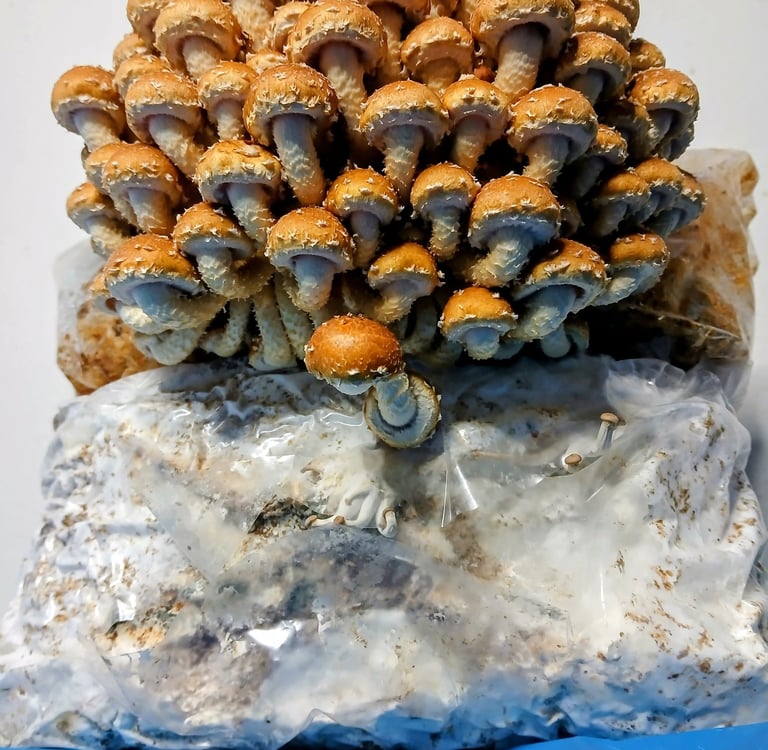 chestnut mushrooms