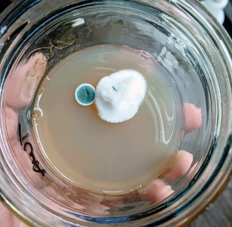 agar with trich green mold