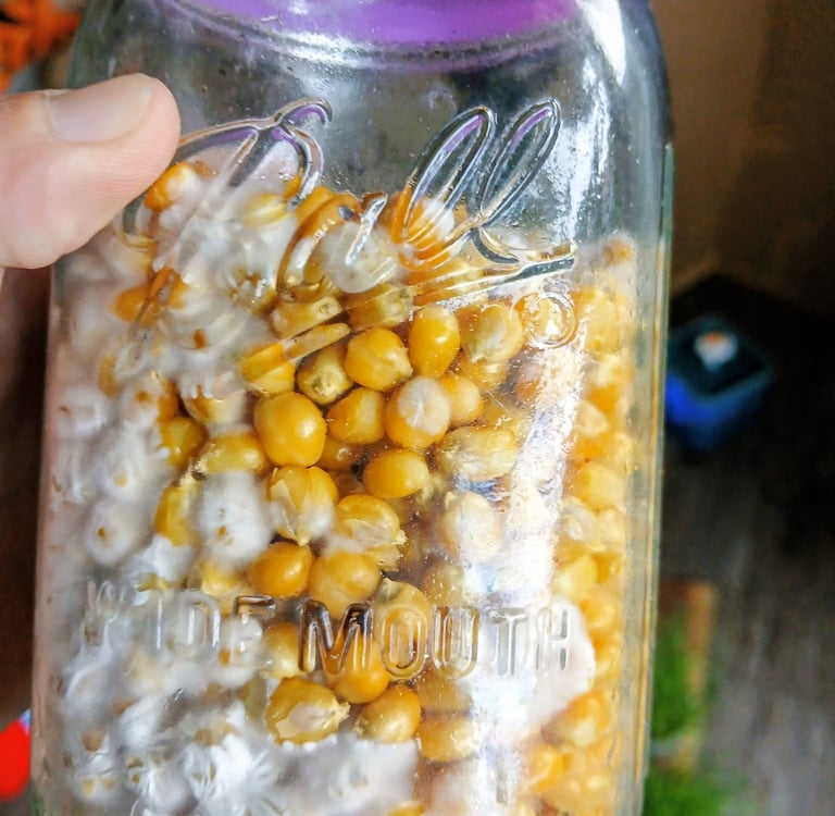 side view of corn grain jar showing uneven colonization — notice how the uncolonized kernels are clu