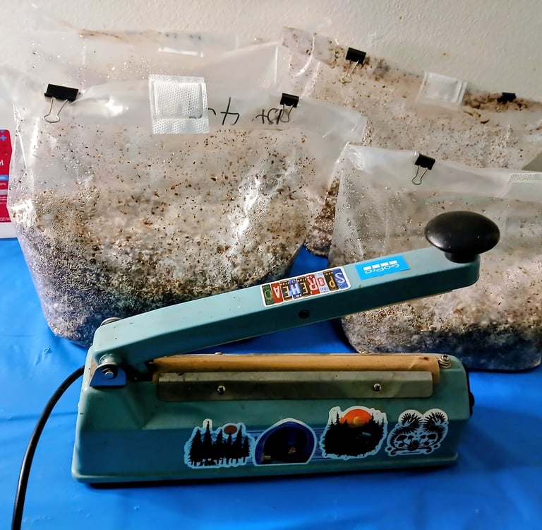 impulse sealer in front of two mushroom fruiting blocks