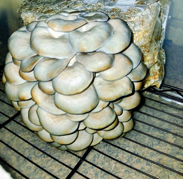 second flush of oyster grow kit