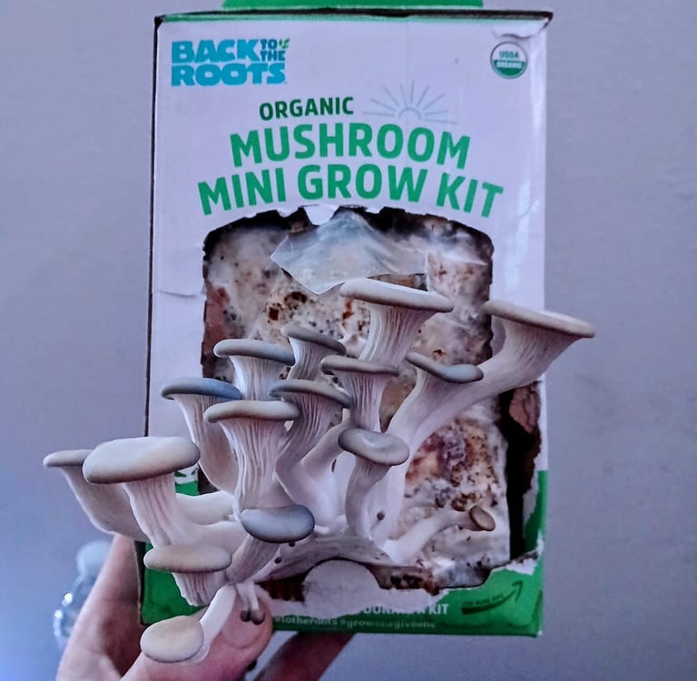 Back to the Roots Organic Mushroom Grow Kit displayed on a countertop, showing the growing block and
