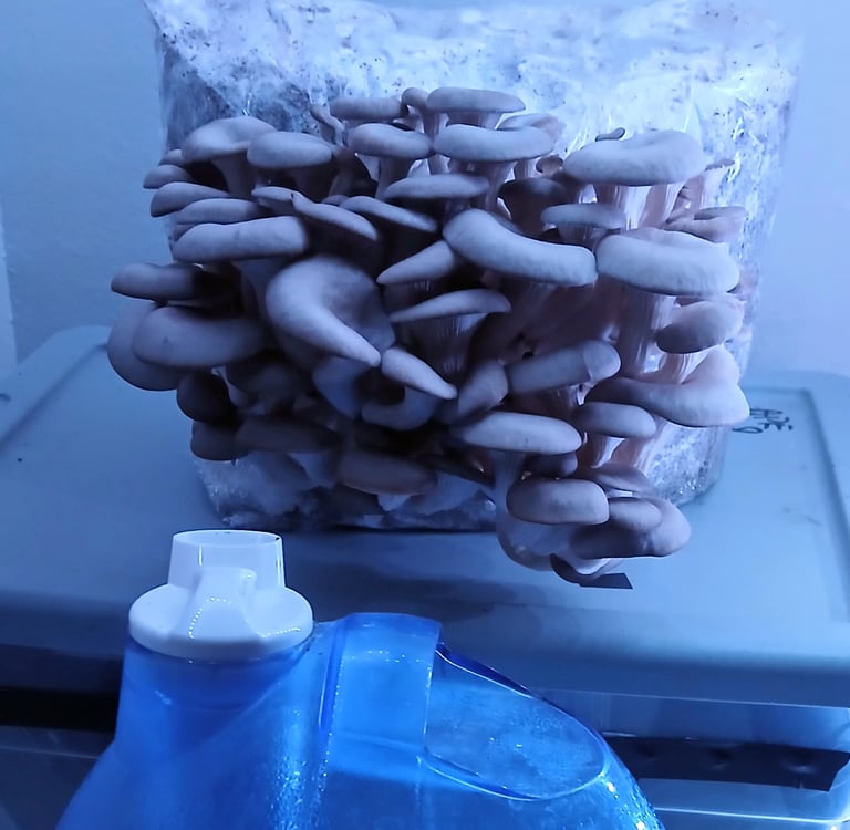 A small cool mist humidifier blowing mist toward a mushroom grow kit on a countertop