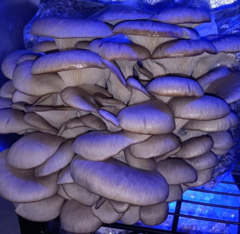 blue oyster mushrooms growing under a blue led light