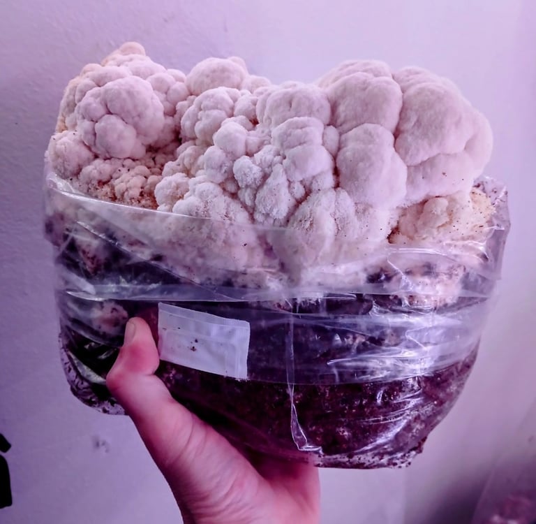 lions mane growing from a fruiting block