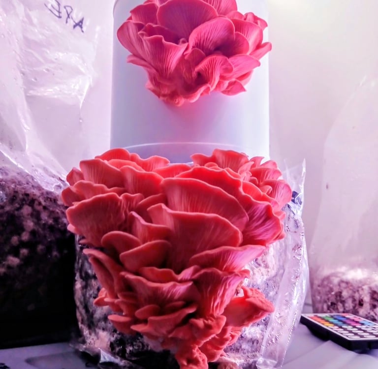 2 block of pink oyster fruiting ontop of each other