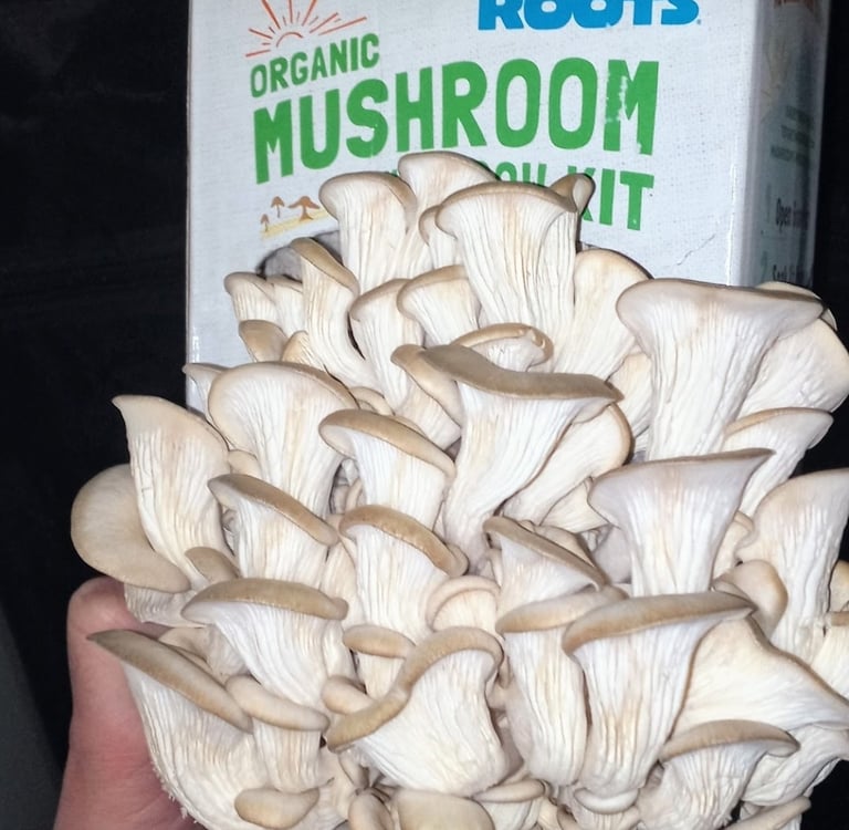 Back to the roots mushroom grow kit