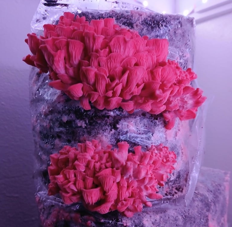 pink oyster growing under led lights