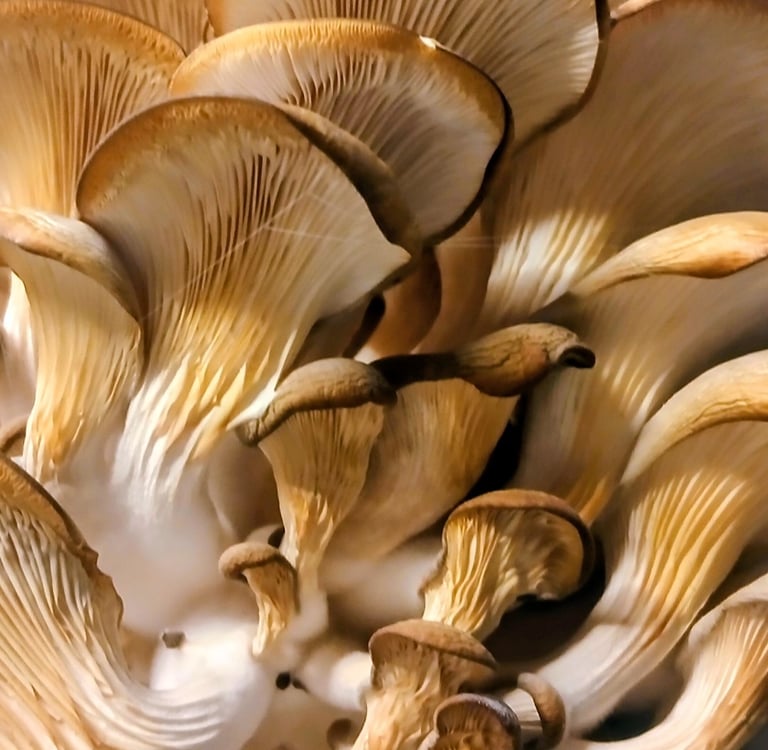 oyster mushroom cluster showing white fuzzy mycelium at the base of the stems — a sign of low fresh