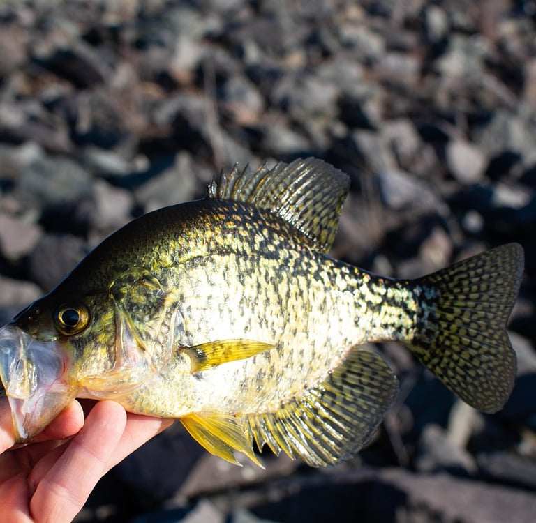 a hand holding a crappie fish