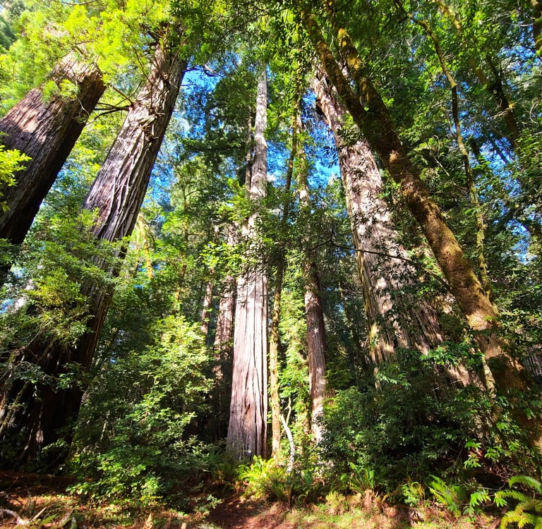 redwood national park, redwoods