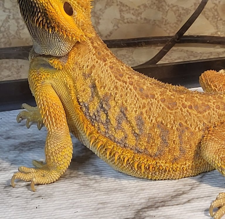Bearded dragon-Pet Den