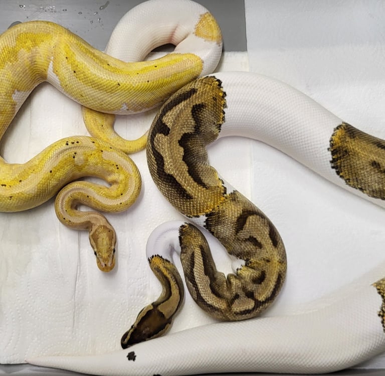 Pair Pied Ball Pythons-Breeder ball python-Pet Den