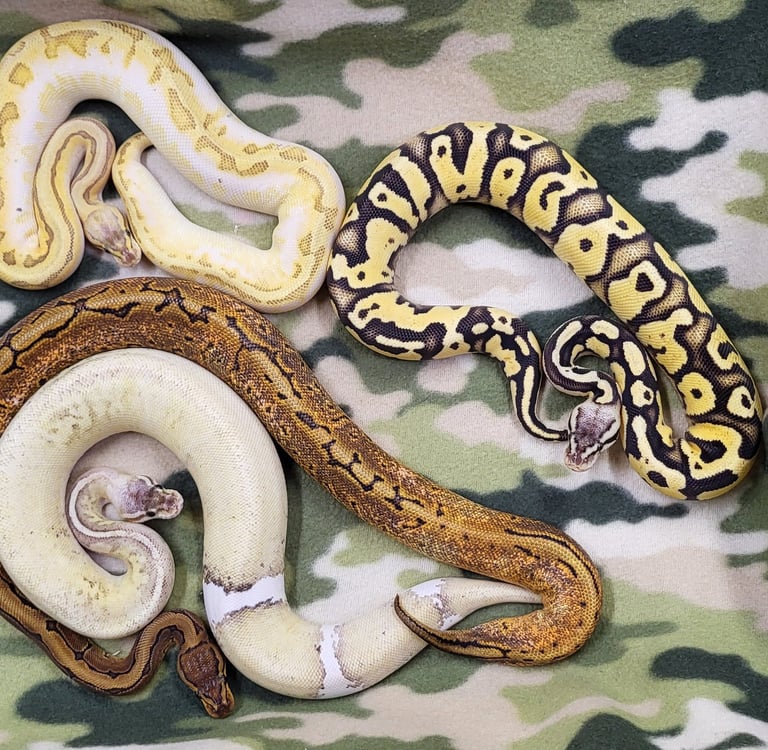 Conundrum clutch-Breeder ball python-Pet Den