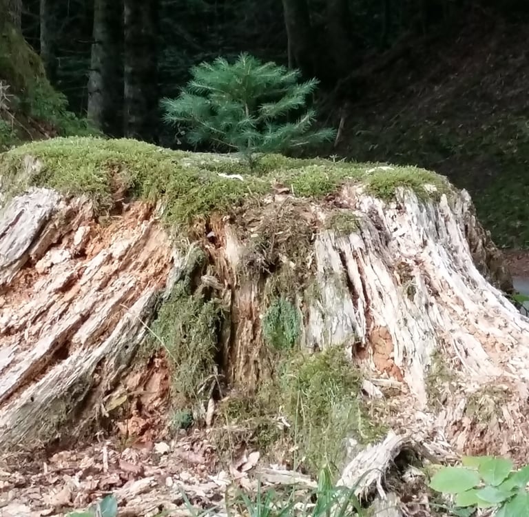 Petit sapin qui pousse sur une souche morte et régénère ainsi l'arbre