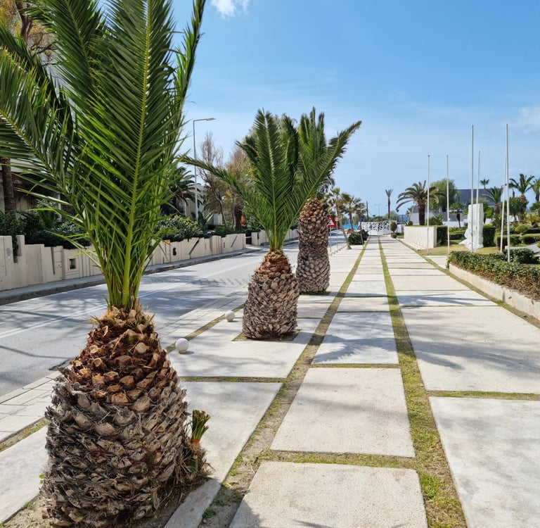 Tropical street view featuring small palm trees lining a modern concrete walkway on a sunny day.