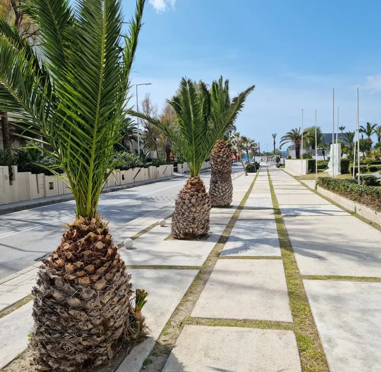Tropical palm trees lining a modern stone walkway along a coastal resort street under a blue sky.