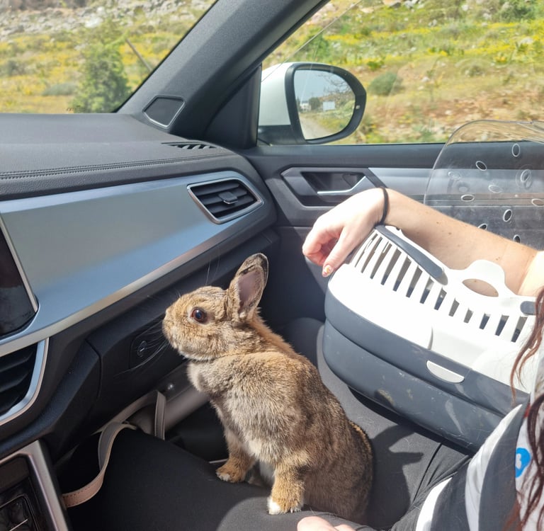 a rabbit rabbit in a car looking outside