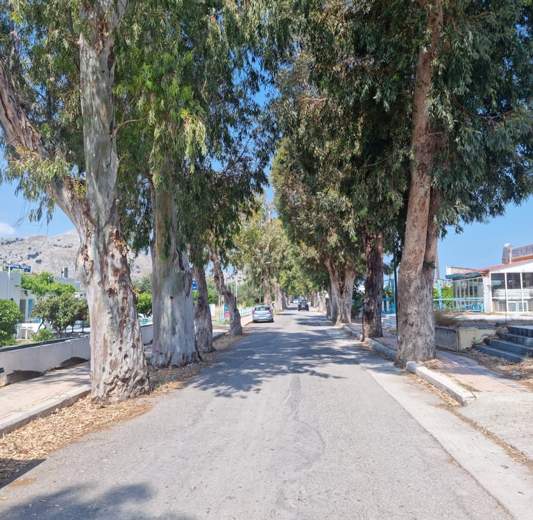 A scenic asphalt road lined with tall eucalyptus trees leading towards distant mountains under a blue sky.
