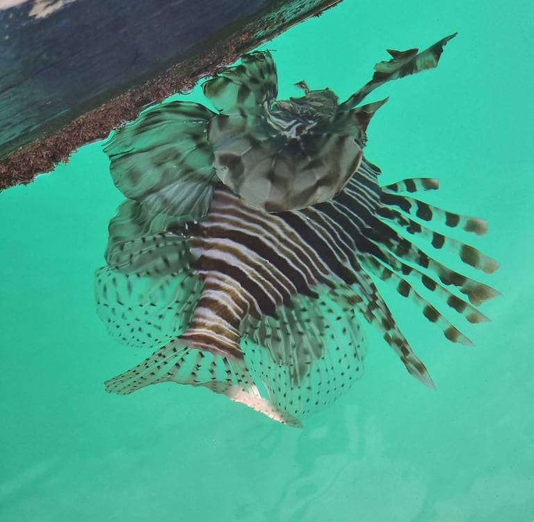 A venomous red lionfish swimming in clear turquoise ocean water near a wooden dock.