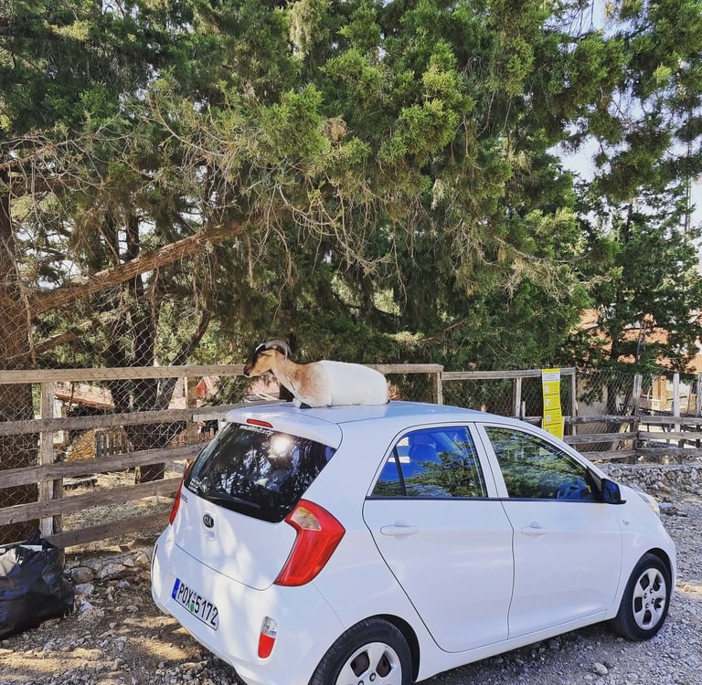 A brown and white mountain goat sitting on the roof of a parked white Kia hatchback car near a forest.