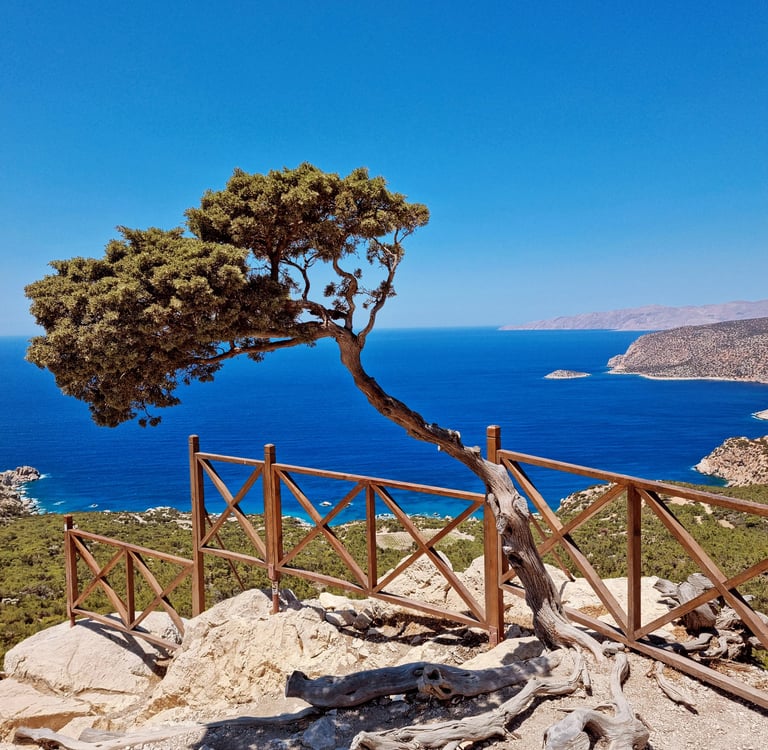 A lone tree overlooks a panoramic ocean view from a wooden viewpoint on a sunny day.