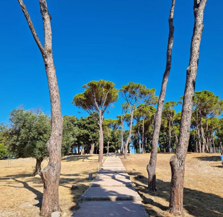 Concrete pathway lined with tall pine trees leading up a sunny hill under a clear blue sky.