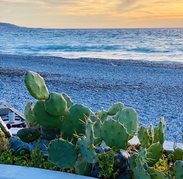 Green prickly pear cactus overlooking a blue ocean waves and rocky beach at sunset.