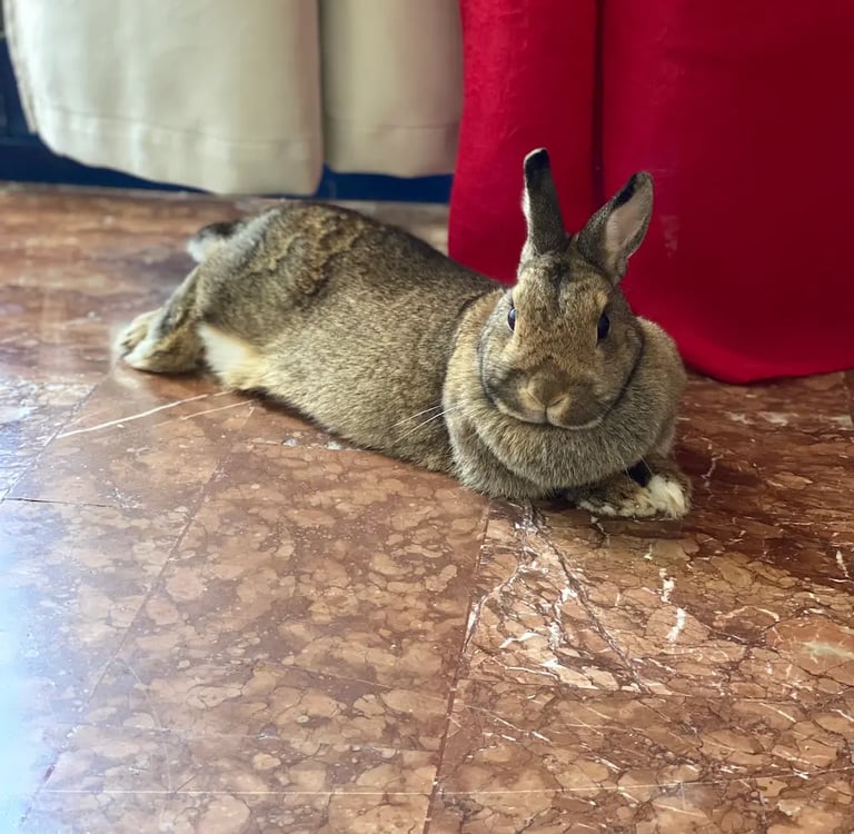 a rabbit rabbit sitting on the floor of a room