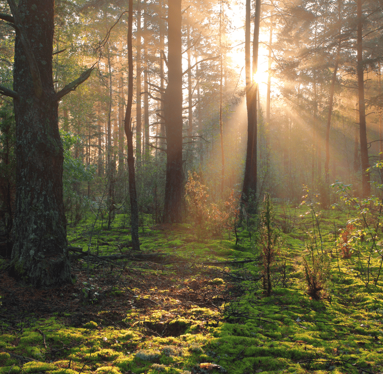 a forest scene with a sunbeamed sun shining through the trees