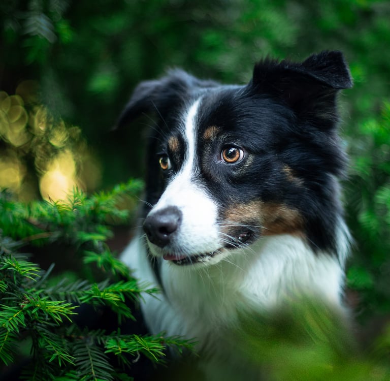 Beobachtender Hund zwischen Bäumen – entspannte Atmosphäre bei Takoda