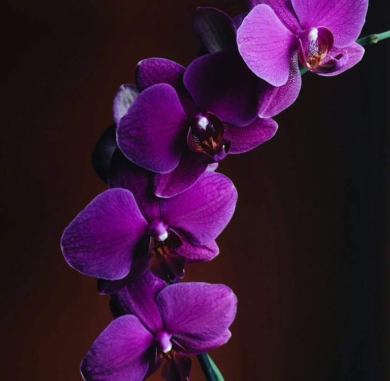 orchidée en pot entretien