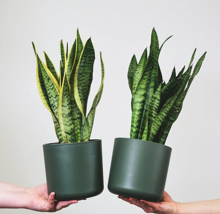Sansevieria