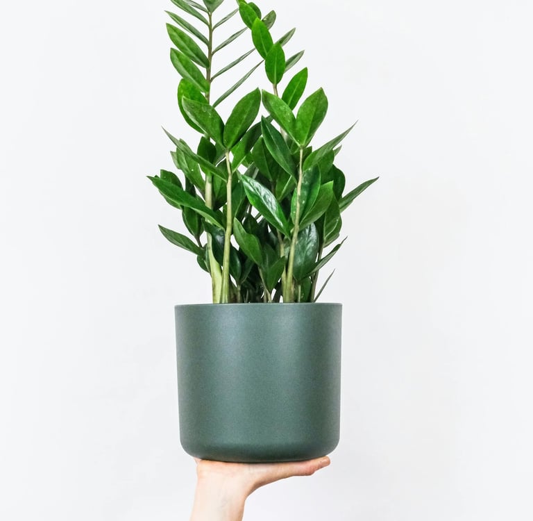 zamioculcas