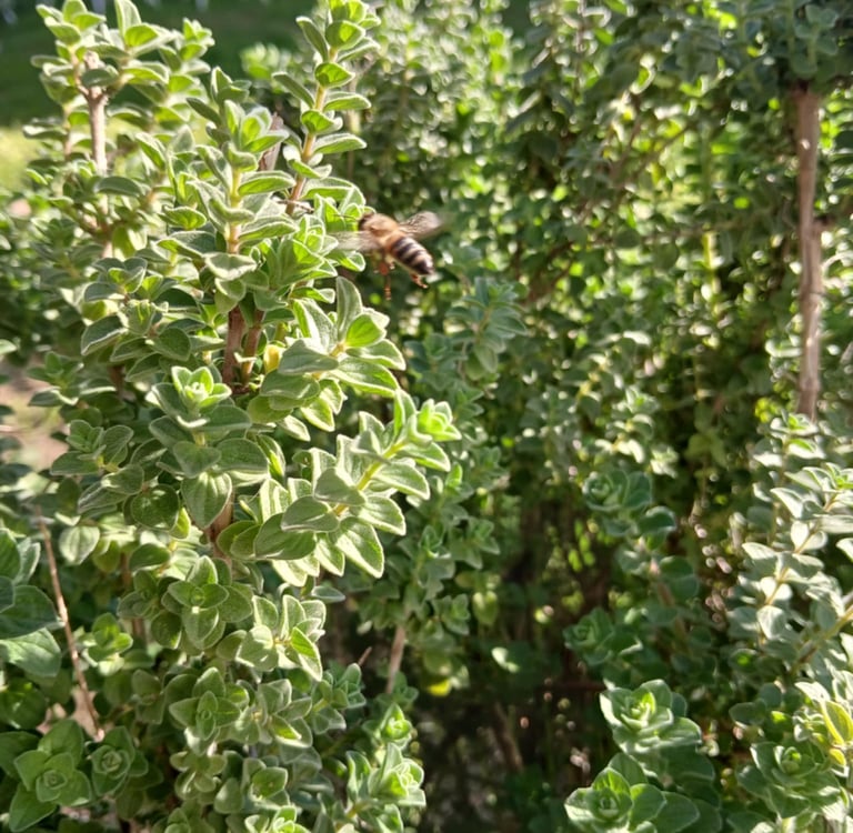 a bee on an Organic Greek oregano plant
