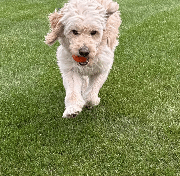 a dog is running through the grass in the yard