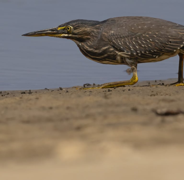 a bird with a yellow beak and a black beak