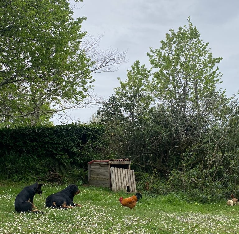 Ferme de Belon animaux CBD