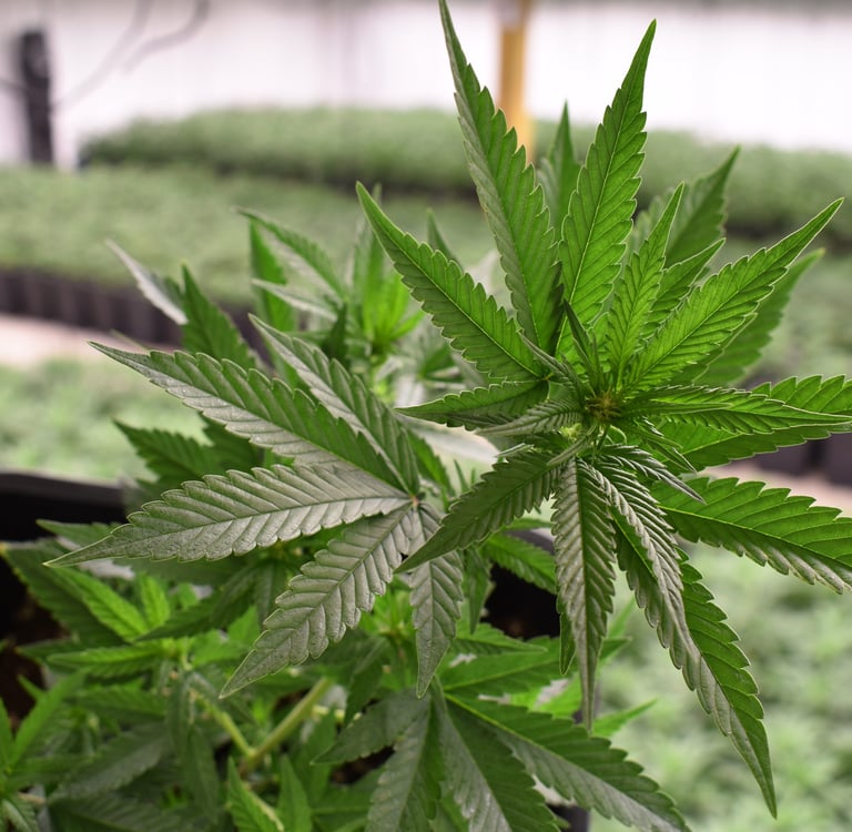 Une plante de cannabis CBD parmi des milliers CBD Indoor Français de qualité