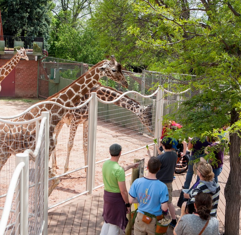 Denver Zoo giraffes