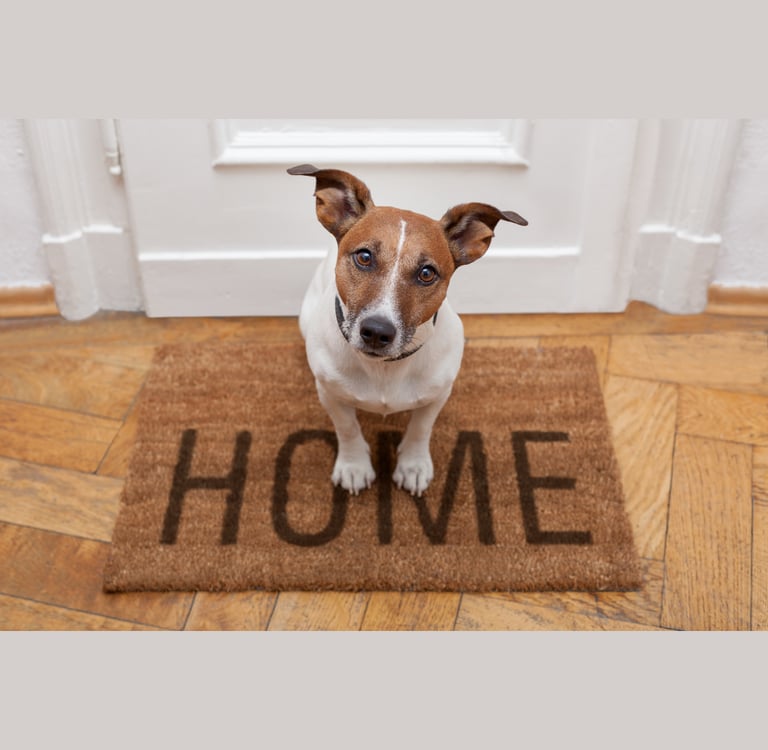 Dog on a welcome mat